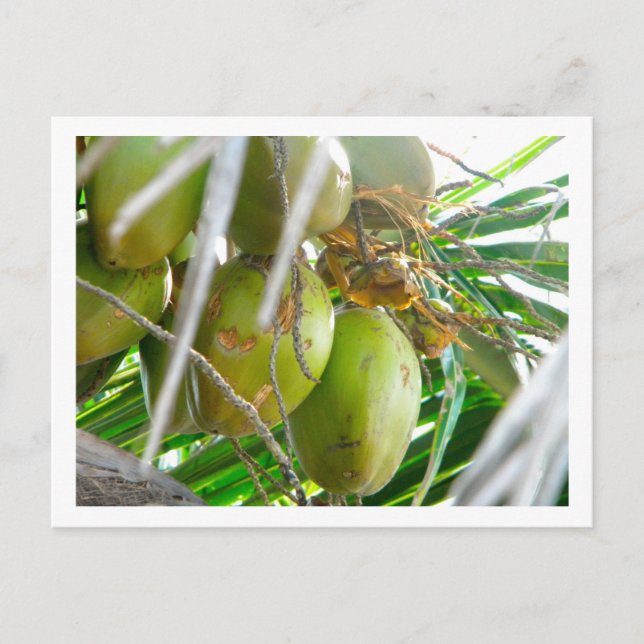 Coconuts på Palmtree Vykort (Framsida)