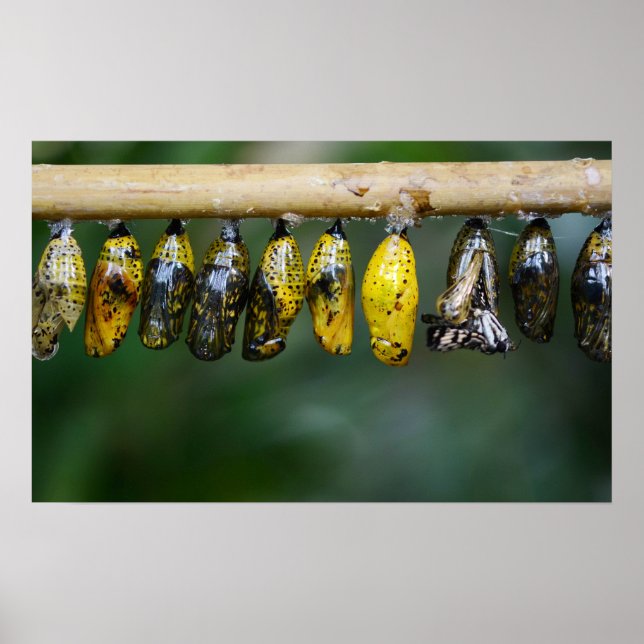 Cocoon Life Poster (Framsidan)