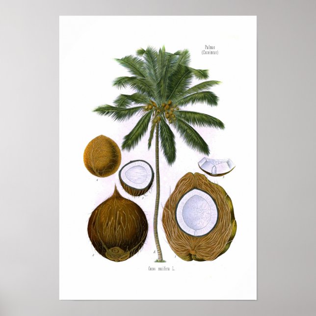 Cocos nucifera (coconut handflatan) poster (Framsidan)