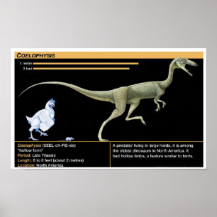Coelophysis - Biologi Juraperioden Poster