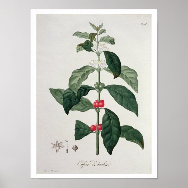 Coffea Arabica från "Phytographie Medicale" av Jos Poster (Framsidan)