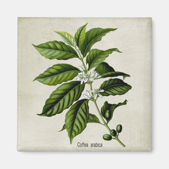 Coffea Arabica Magnet (Framsidan)