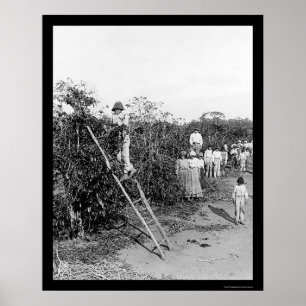 Coffee Berry Pickers i Brasilien 1911 Poster