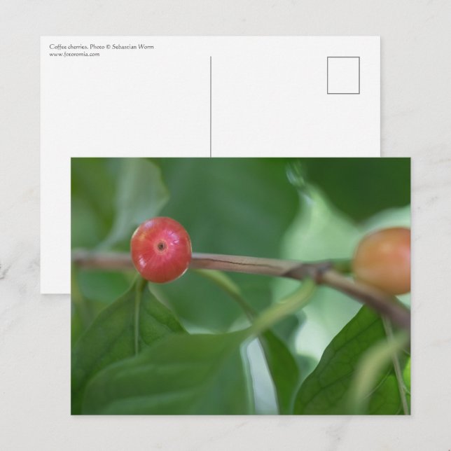 Coffee Cherries Nature Photo Vykort (Fram/baksida)