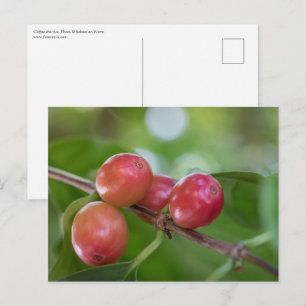Coffee Cherries Vykort
