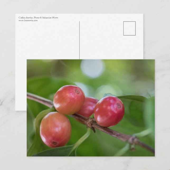 Coffee Cherries Vykort (Fram/baksida)