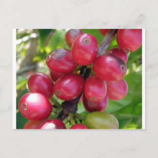Coffee Cherries Vykort