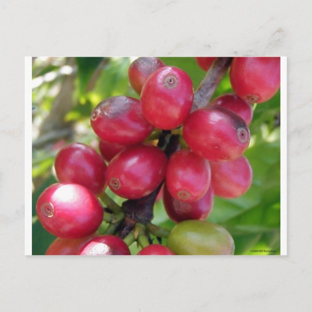 Coffee Cherries Vykort (Framsida)