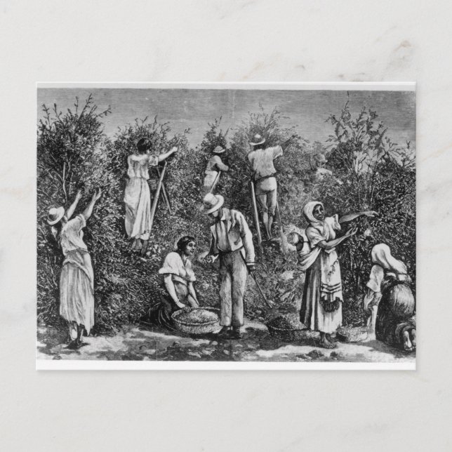 Coffee Harvest Vykort (Framsida)