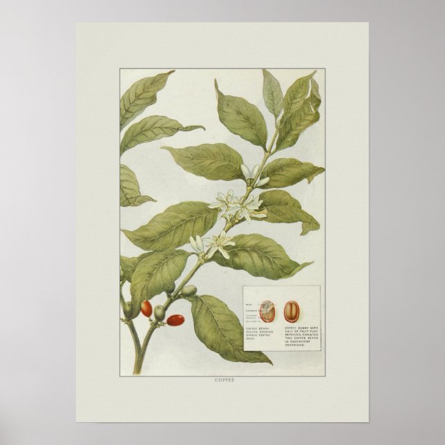 Coffee Poster (Framsidan)