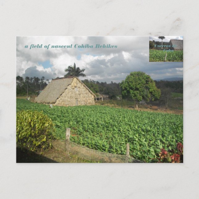 Cohiba Bahikes? Vykort (Framsida)