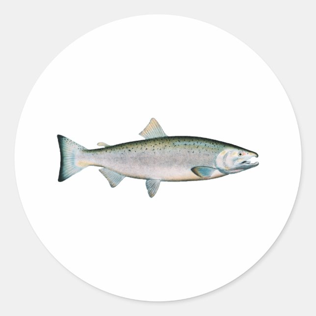 Coho-Silver Salmon (havsetapp) Runt Klistermärke (Framsida)