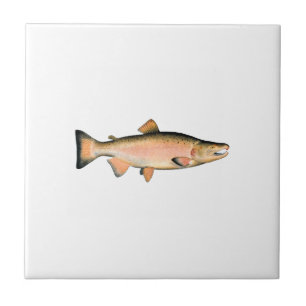 Coho - silverlax (leken arrangerar gradvis), kakelplatta