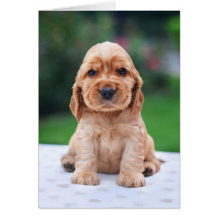 Coker Spain Puppy Hälsningskort