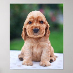 Coker Spain Puppy Poster