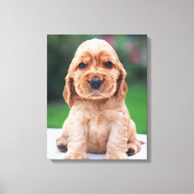 Coker Spaniel Valp Canvastryck (Framsida)