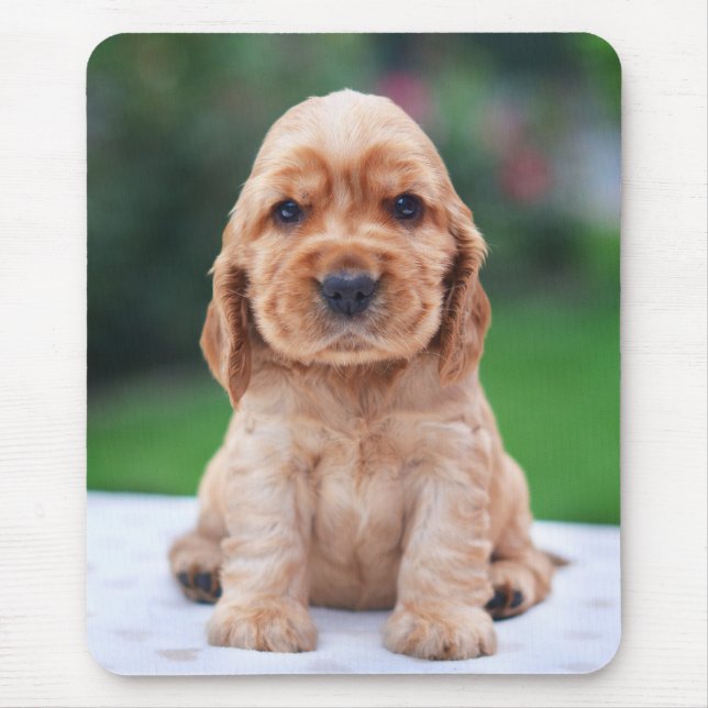 Coker Spanielvalp Musmatta (Framsidan)