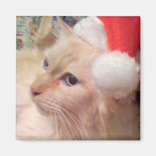 Cokie kattjulmagneten magnet