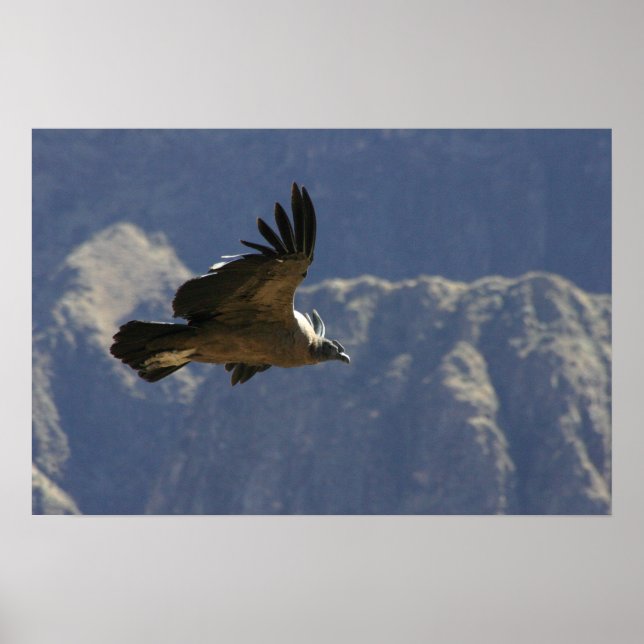 Colca Canyon Condor Poster (Framsidan)