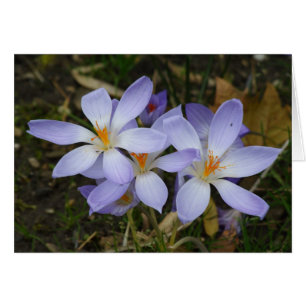 Colchicum autumnale hälsningskort