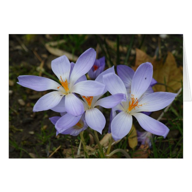 Colchicum autumnale hälsningskort (Framsidan Horizontal)