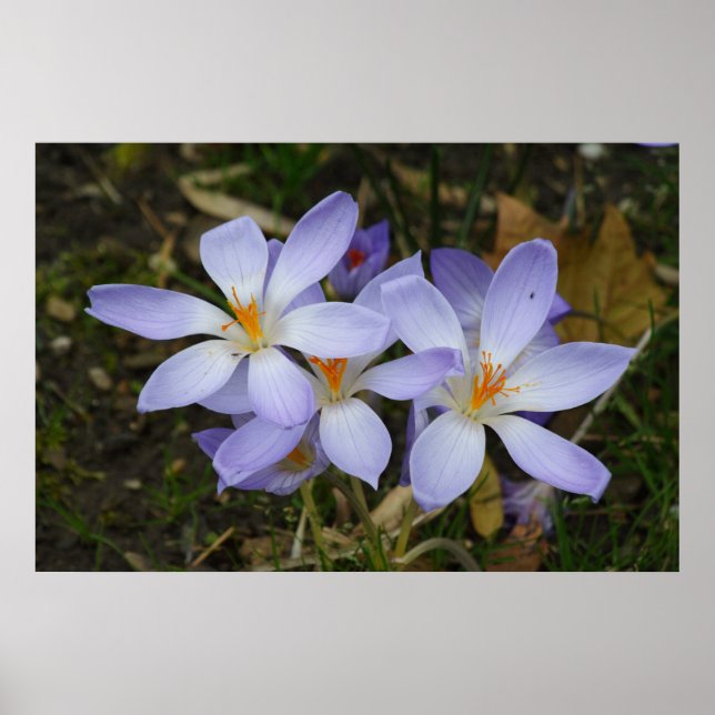 Colchicum autumnale poster (Framsidan)
