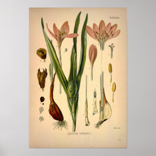 Colchicum Autumnale som är bekant som höstkrokus Poster