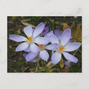 Colchicum autumnale vykort