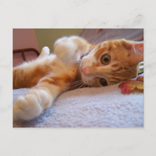 Cole är fånig vykort (Framsida)