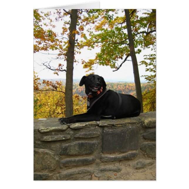 Cole på väggen hälsningskort (Framsidan)