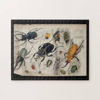 Coleoptera (skalbaggar och vivlar). Färgad etsning Pussel