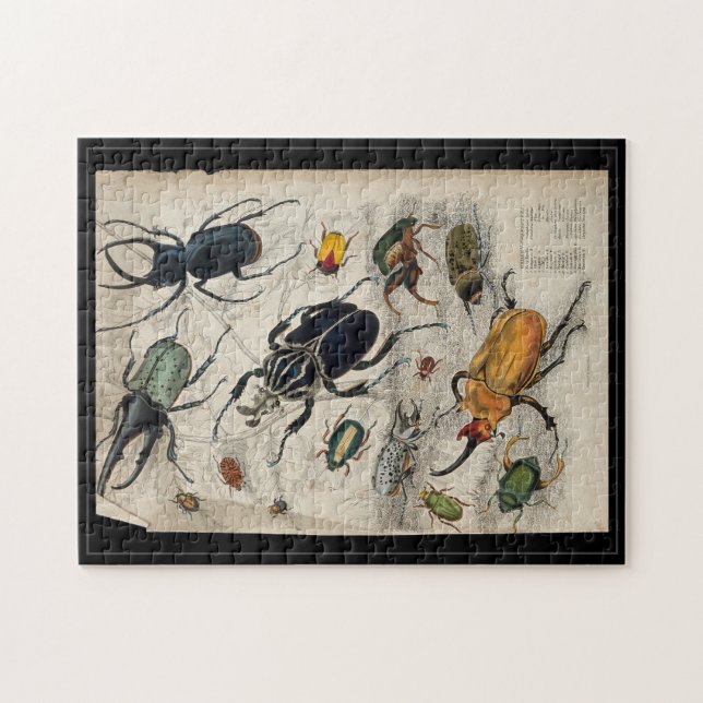 Coleoptera (skalbaggar och vivlar). Färgad etsning Pussel (Horisontell)