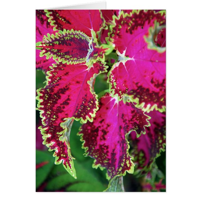"Coleus #1 ", Hälsningskort (Framsidan)