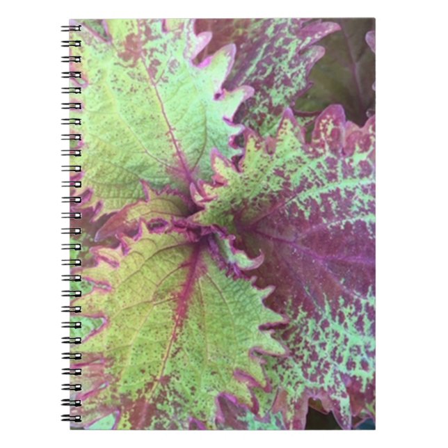 Coleus Anteckningsbok (Framsidan)
