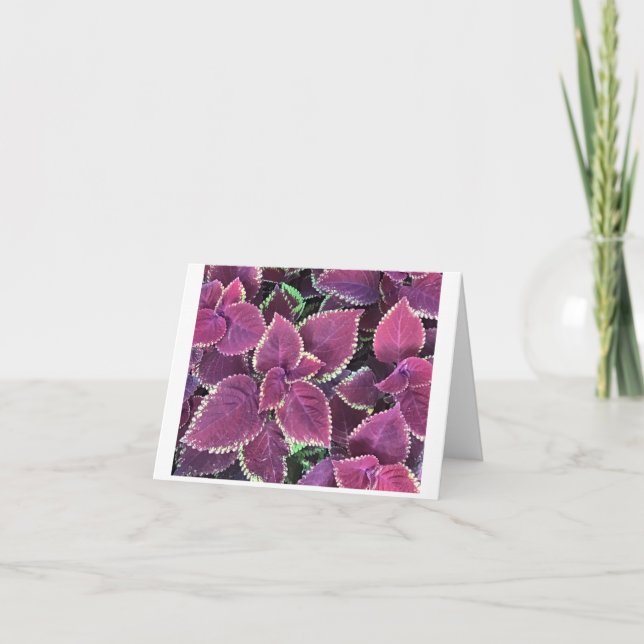 Coleus Card Kort (Framsida)
