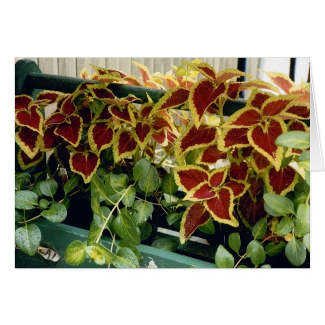 Coleus Hälsningskort (Framsidan Horizontal)