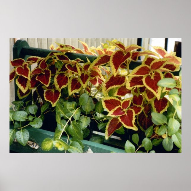 Coleus i blom poster (Framsidan)