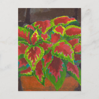 Coleus i Terracotta Vykort