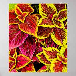 Coleus Löv Burst Design Poster