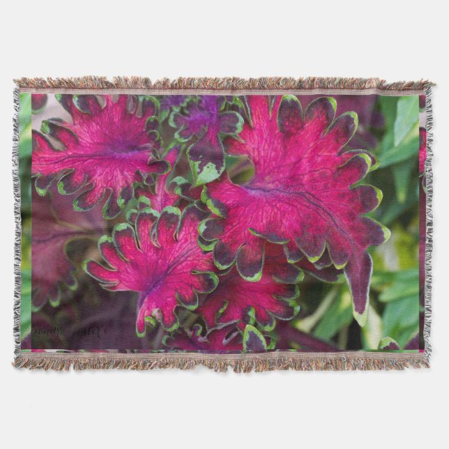 Coleus Macro Filt (Framsidan)