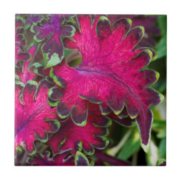 Coleus Macro Kakelplatta