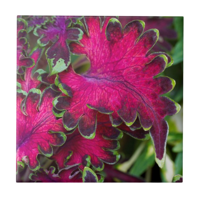 Coleus Macro Kakelplatta (Framsidan)