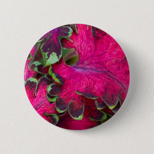 Coleus Macro Knapp