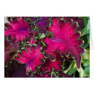 Coleus Macro-kort Hälsningskort