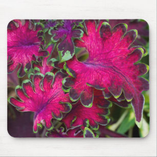 Coleus Macro Musmatta