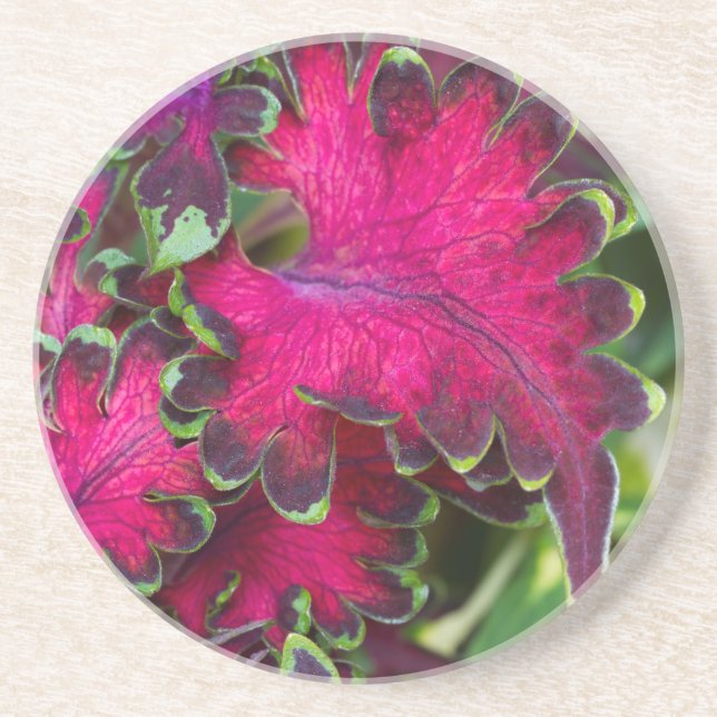 Coleus Macro Underlägg (Framsidan)