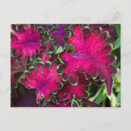 Coleus Macro Vykort