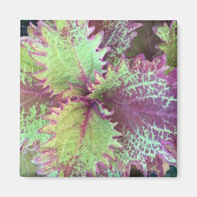 Coleus Magnet (Framsidan)