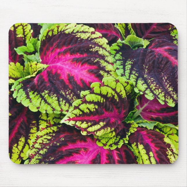 Coleus Plant Lövs Musmatta (Framsidan)