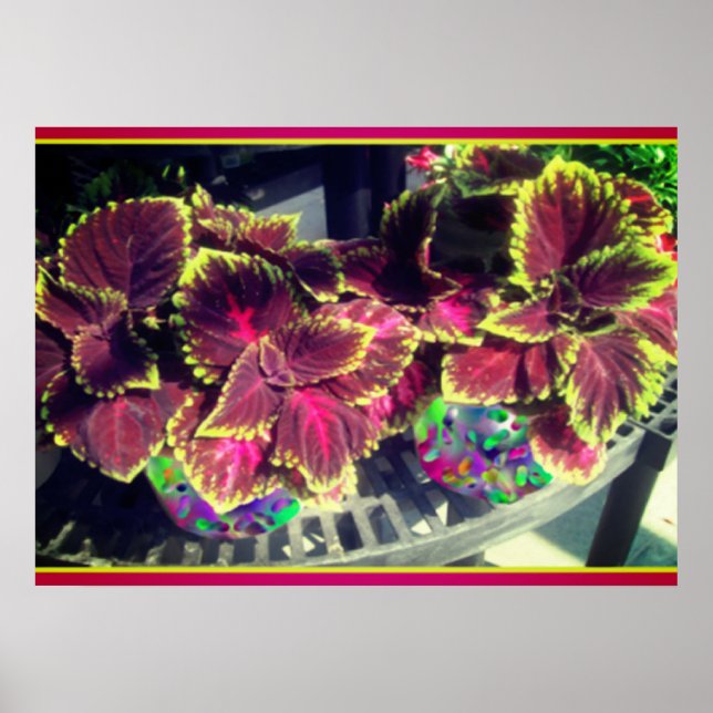 Coleus Plant Poster (Framsidan)